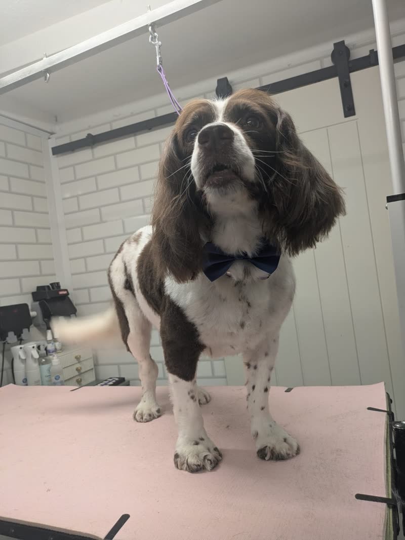 A freshly groomed cocker spaniel on the pink grooming table in the salon