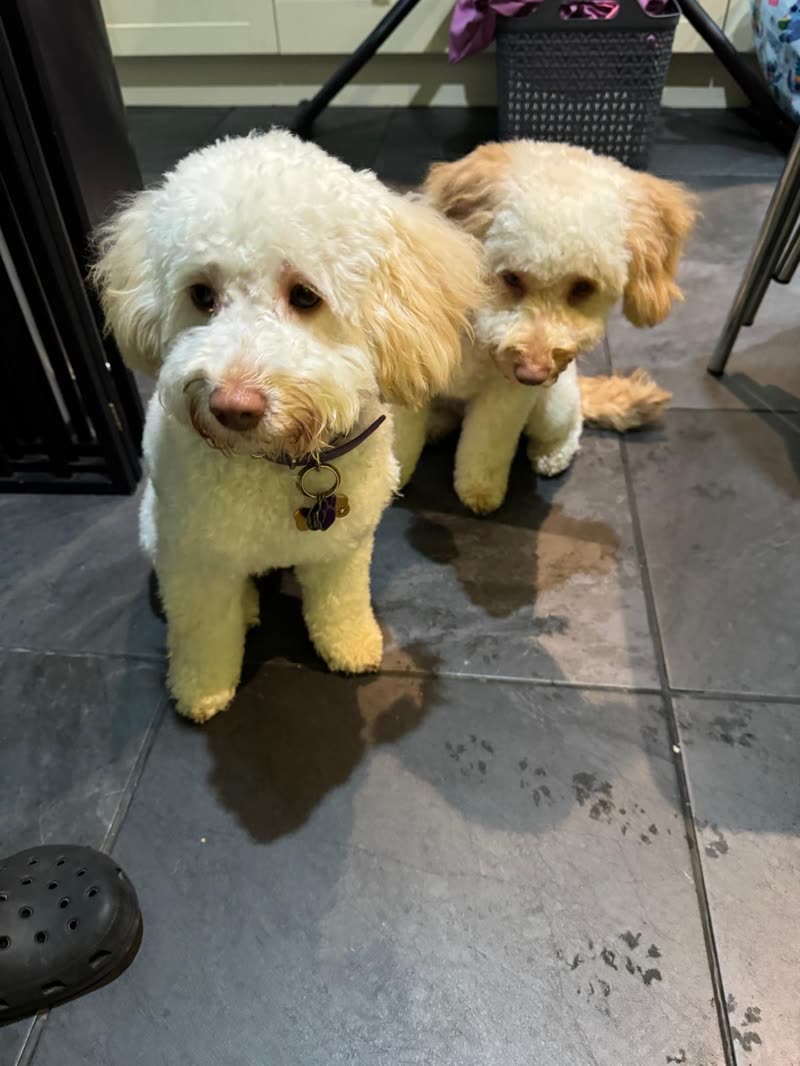Two apricot poodle-cross dogs standing side by side on the salon floor after a trim