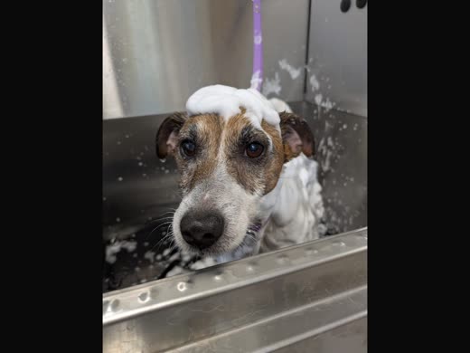 A wire-haired terrier covered in shampoo foam in the stainless steel bath