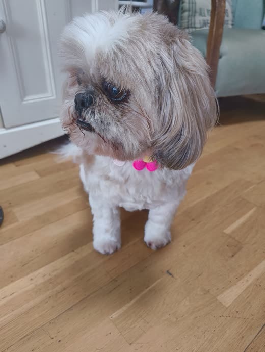 A grey-and-white shih tzu with a long groomed coat and pink bow