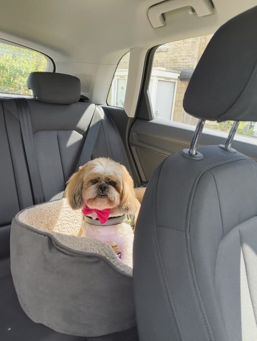 A small shih tzu in a padded booster bed on a car back seat